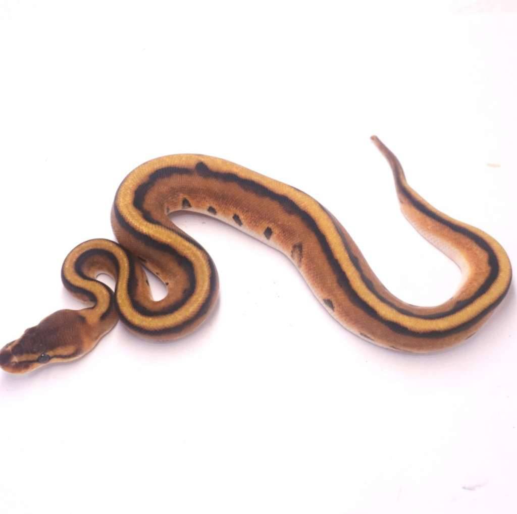 orange-dream-genetic-stripe-3IAIR7C533