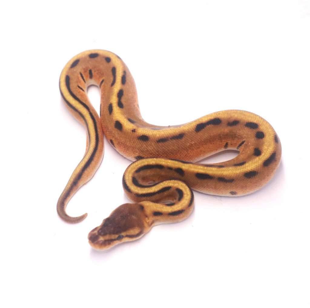 orange-dream-genetic-stripe-PF1UU2P8H3