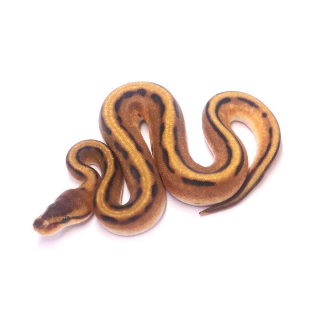 orange-dream-genetic-stripe-E1VHJG260T