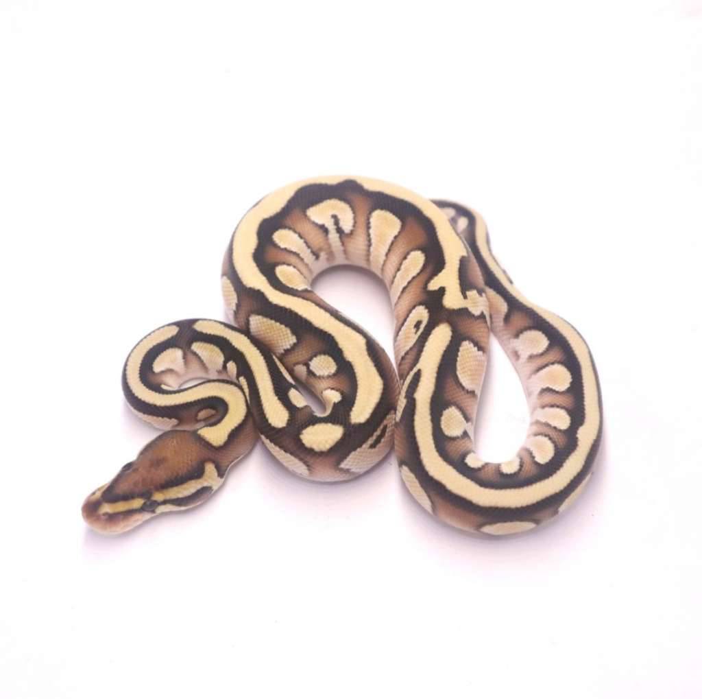 lesser-orange-dream-het-genetic-stripe-XECGG87DHK