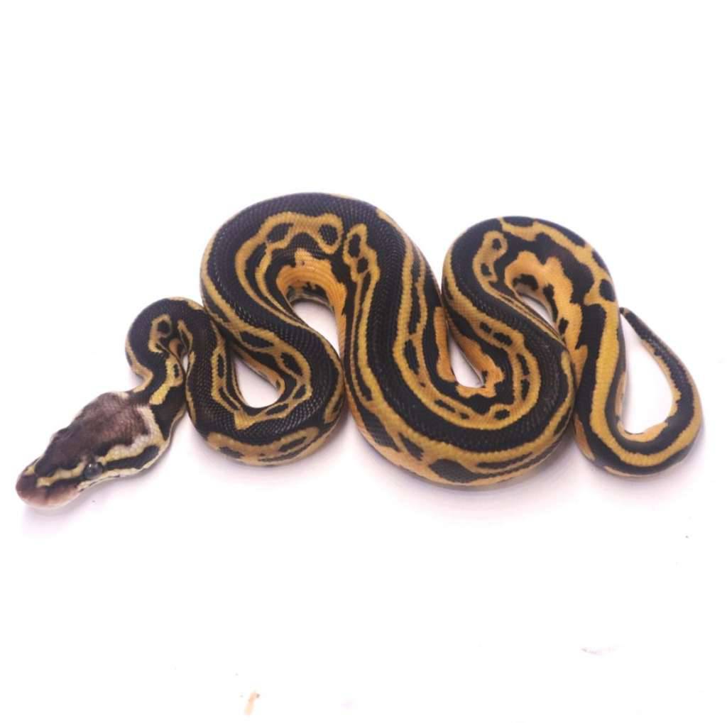 pastel-tristripe-het-lavender-95YW8BNGN0
