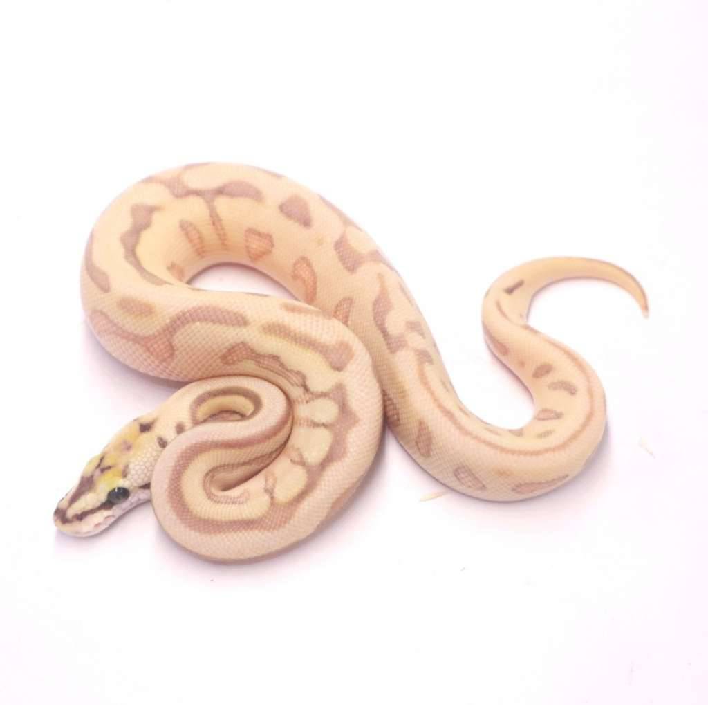 spider-lesser-fire-pastel-het-lavender-tristripe-ESH1VWE7DQ