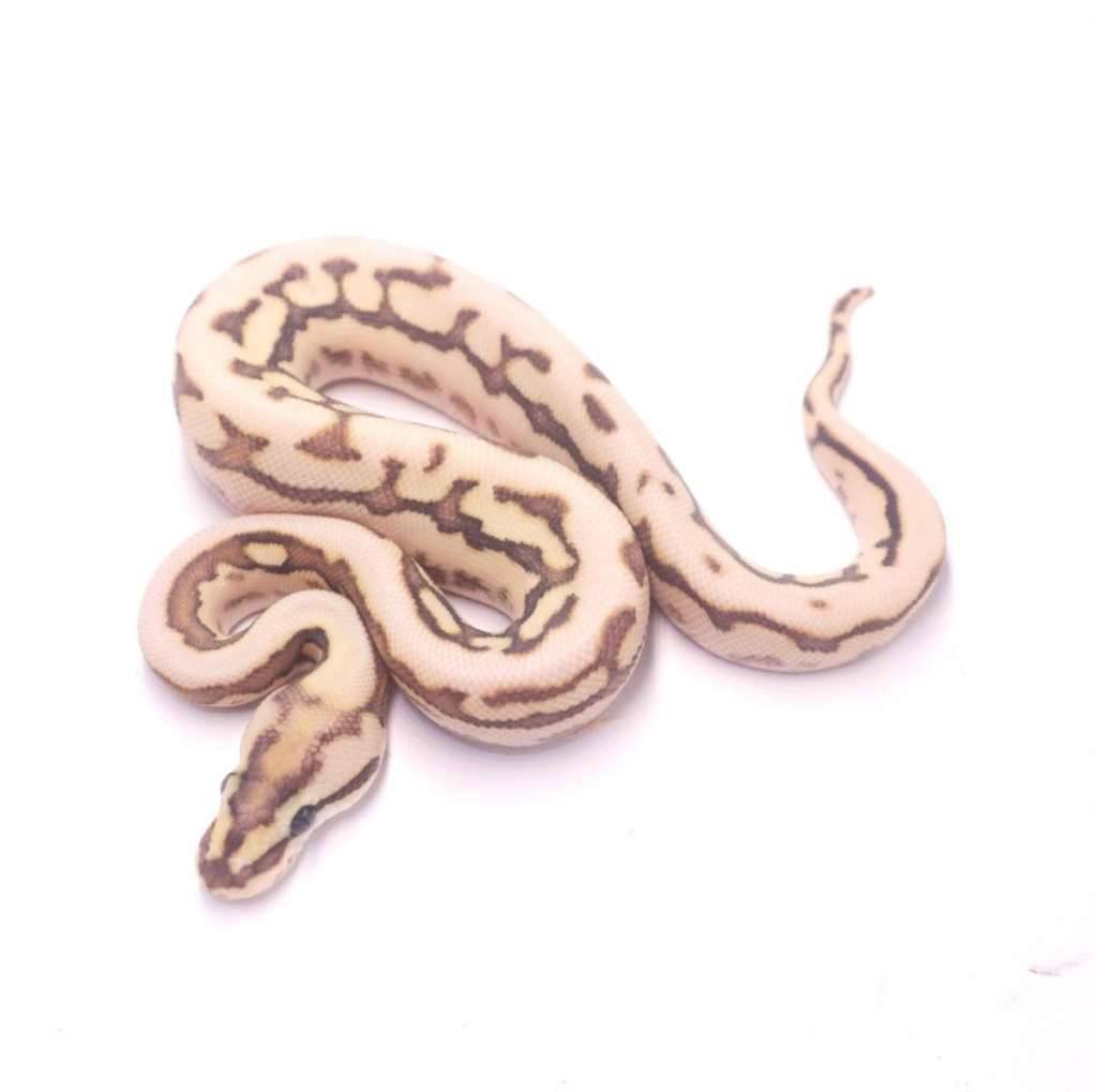 spider-fire-leopard-het-lavender-tristripe-KD3LUBDSEA