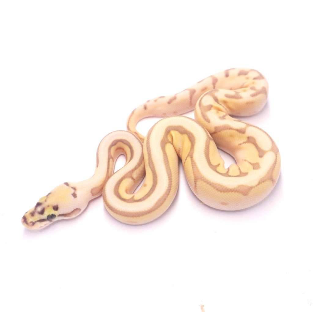 spider-lesser-enchi-het-lavender-tristripe-Y3HHUGKI4A