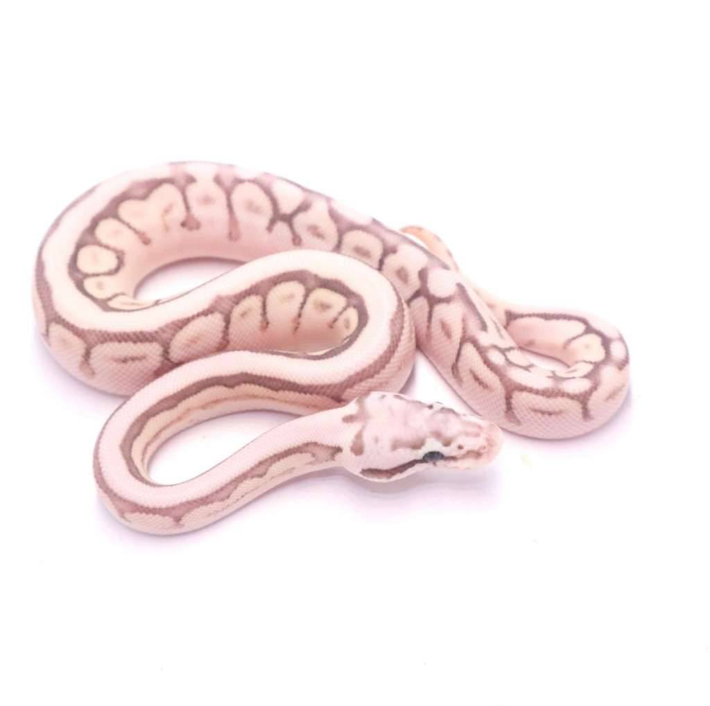 spider-pastel-lesser-het-lavender-tristripe-VCL1VG2EUF