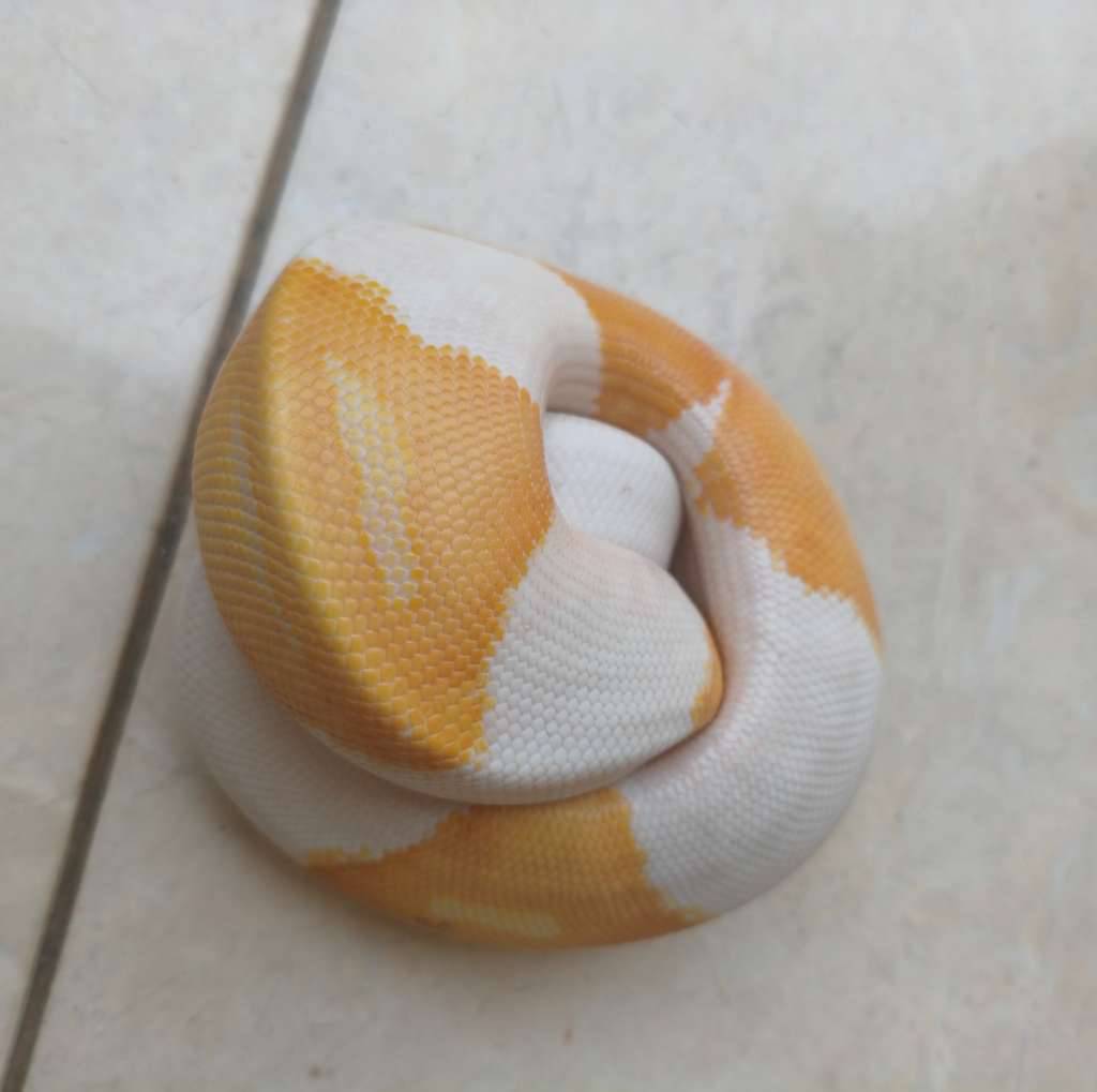 ball-python-dreamsicle-G0DC3P6LL9