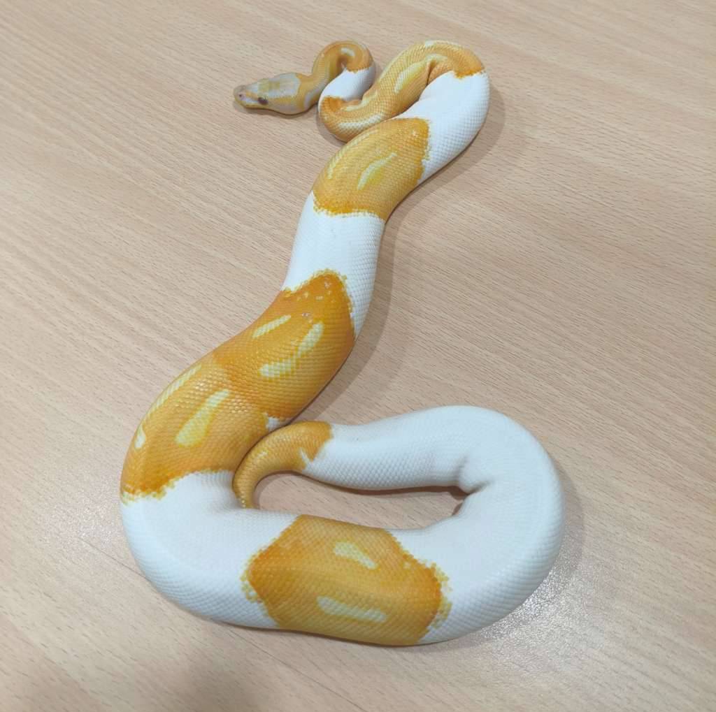 ball-python-dreamsicle-66MOOLBSLN