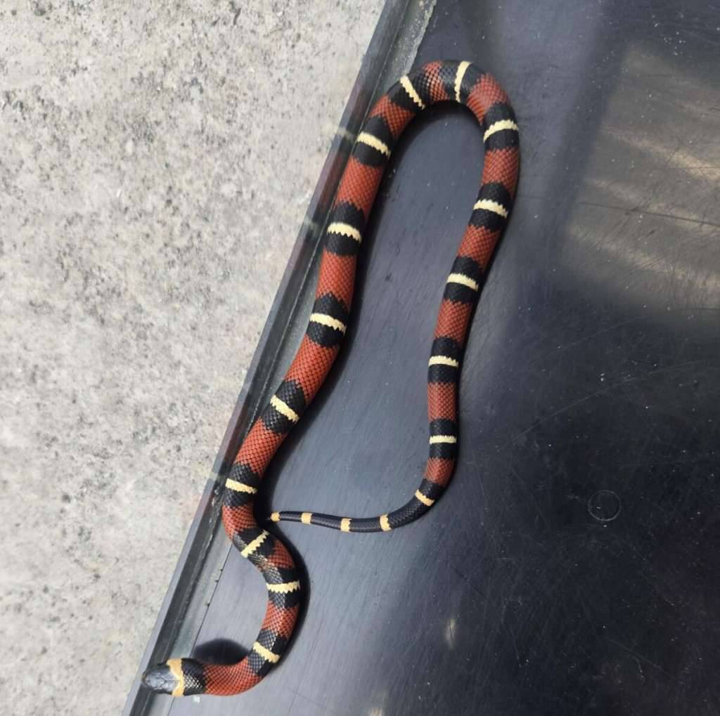 milk-snake-ph-albino-6MZTJM0ZKC