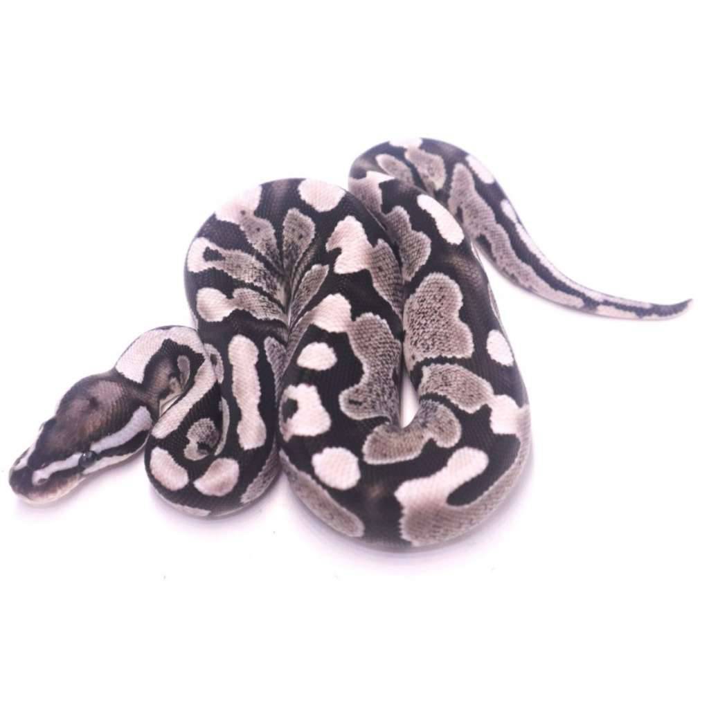 fire-axanthic-het-pied-3CNSZS8RU4