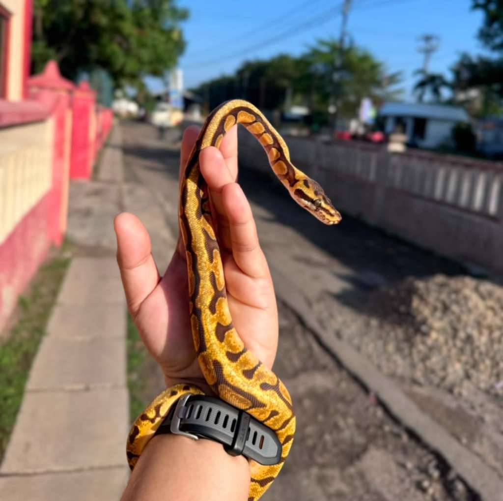 ballphyton-bp-enchi-spotnose-het-sunset-clown-jesicca-aka-jeje-9UV6MAK51V