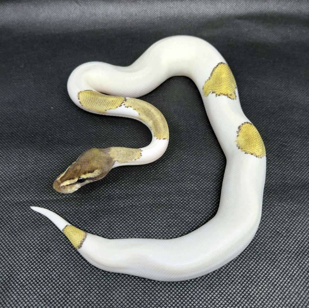 mojave-black-pastel-piebald-25S6NDDJHH