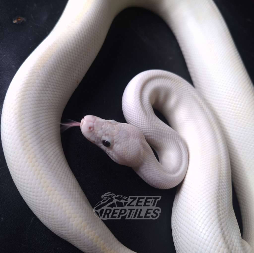 f-ivory-pastel-XS4YLKP669