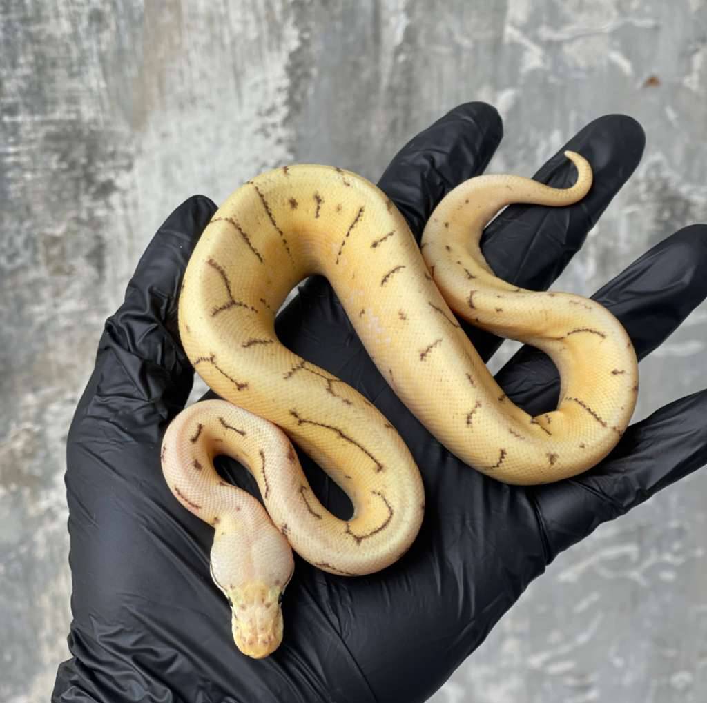 pastel-yellow-belly-spider-pinstripe-poss-butter-50-ph-dg-HOKVS3BAG1