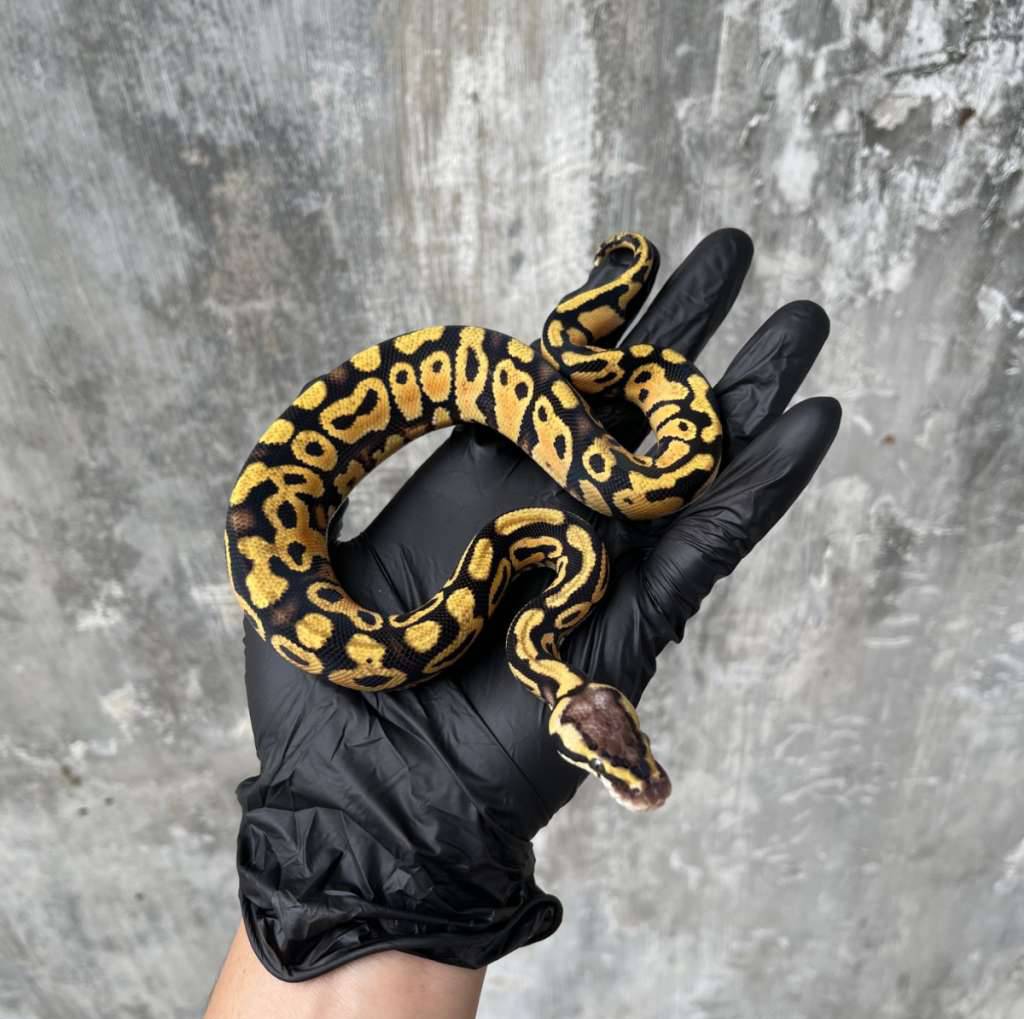 pastel-yellow-belly-50-poss-het-desert-ghost-V4CKJY2WB1