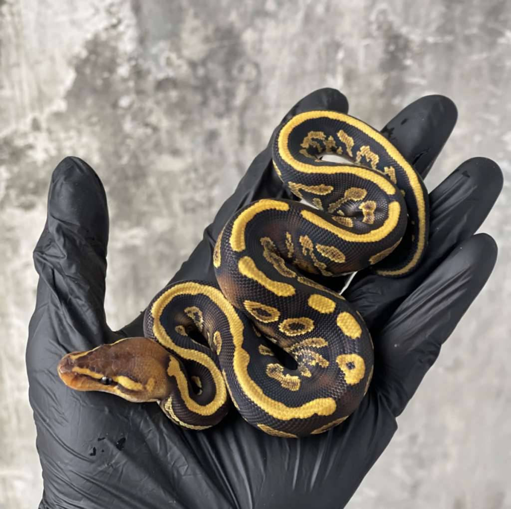 orange-dream-yellow-belly-100-het-pied-JHCO0BP60I