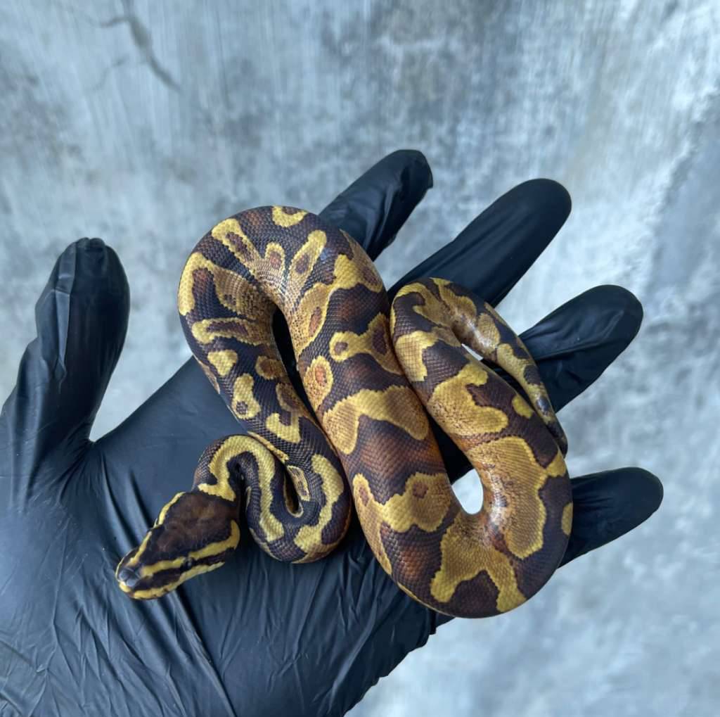 orange-dream-yellow-belly-100-het-pied-LDGQ3QZP53