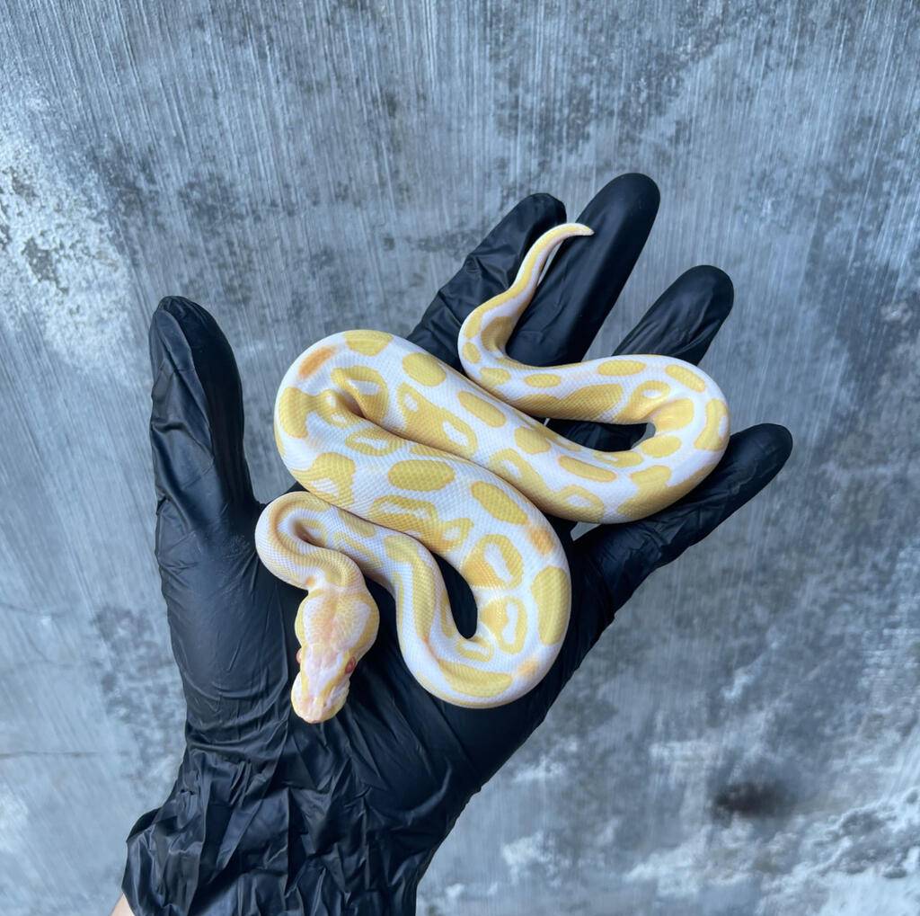 albino-100-het-pied-9HZM8G3QD9