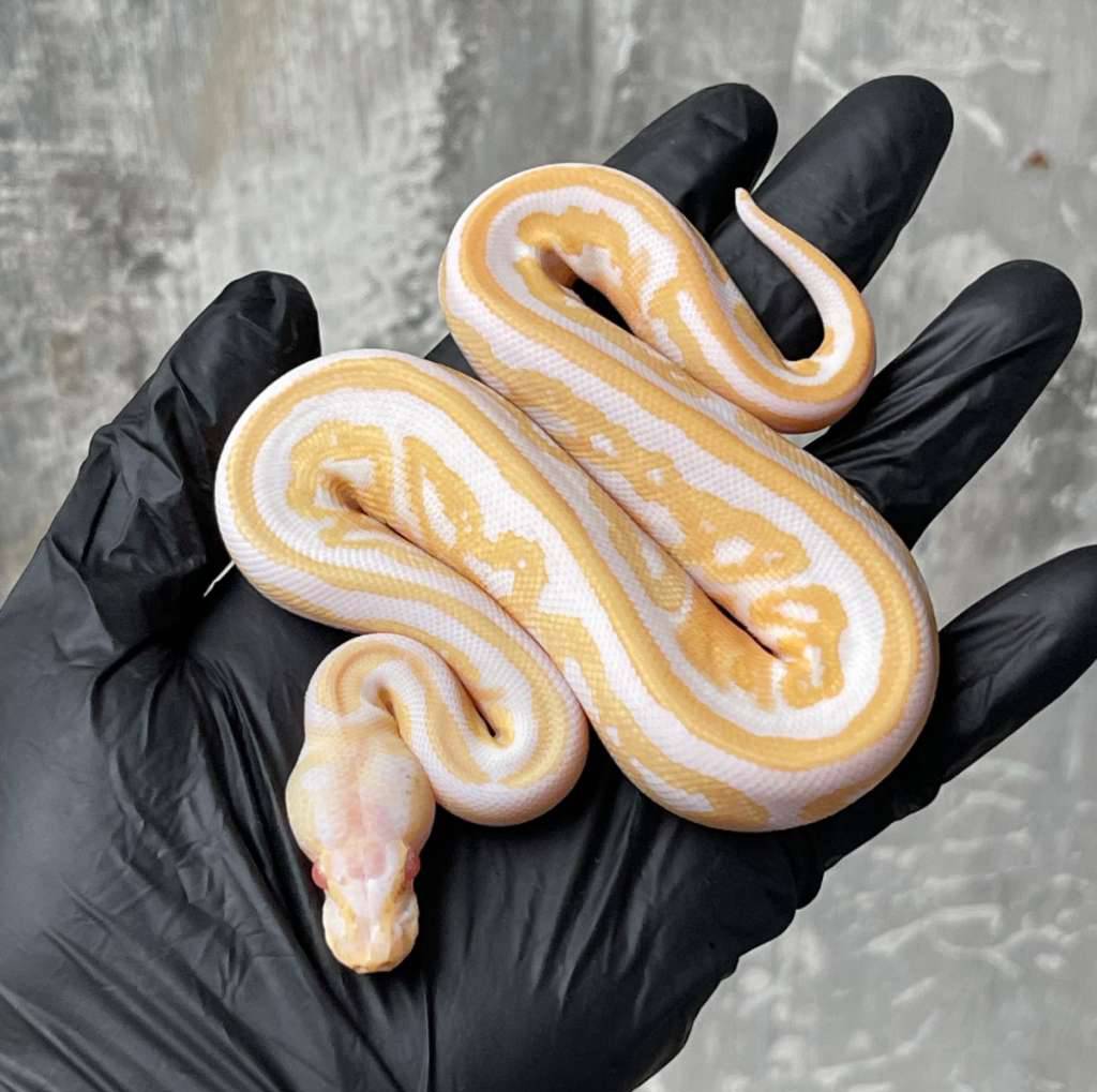 black-pastel-albino-het-pied-almost-full-stripe-GP1E19RF8F