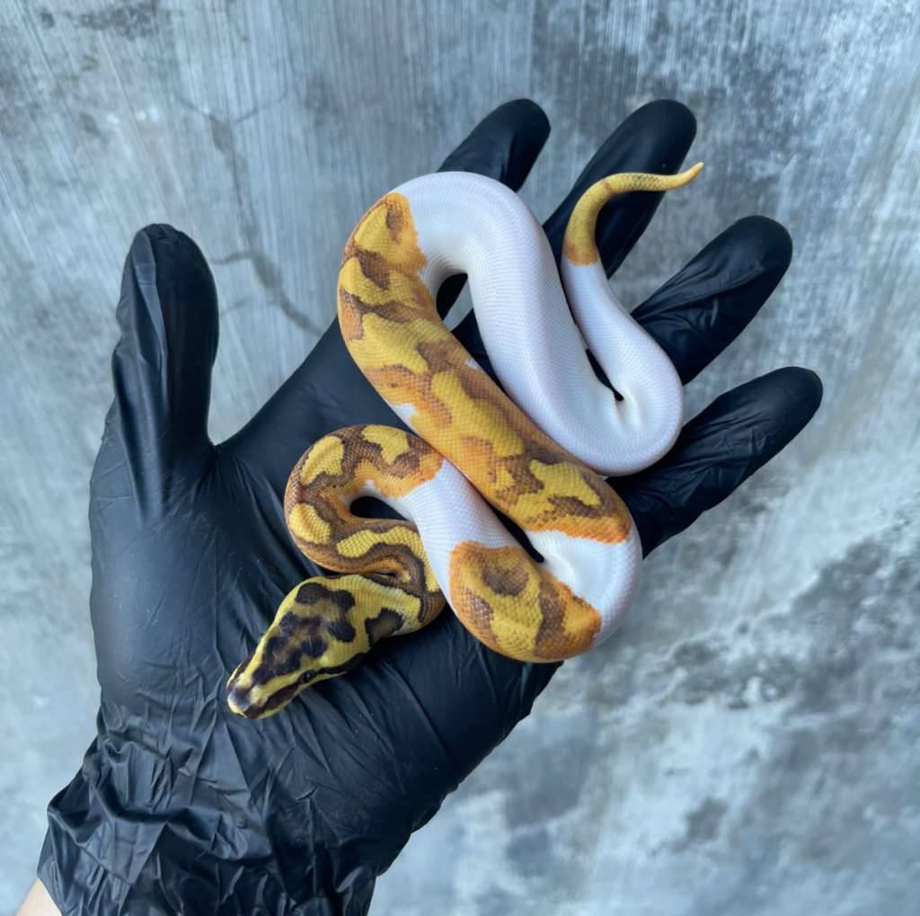 enchi-orange-dreamyellow-belly-pied-SBI2E0LKFE