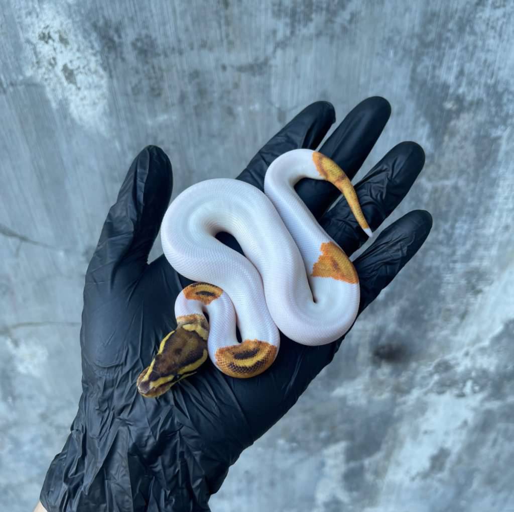 orange-dream-yellow-belly-pied-MPEL56N0NI