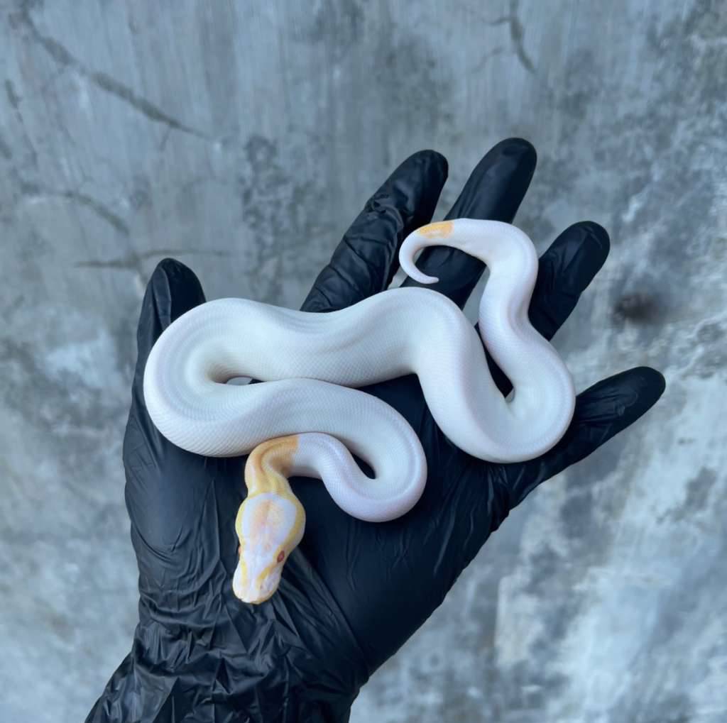 black-pastel-albino-pied-MU15GR7KXK
