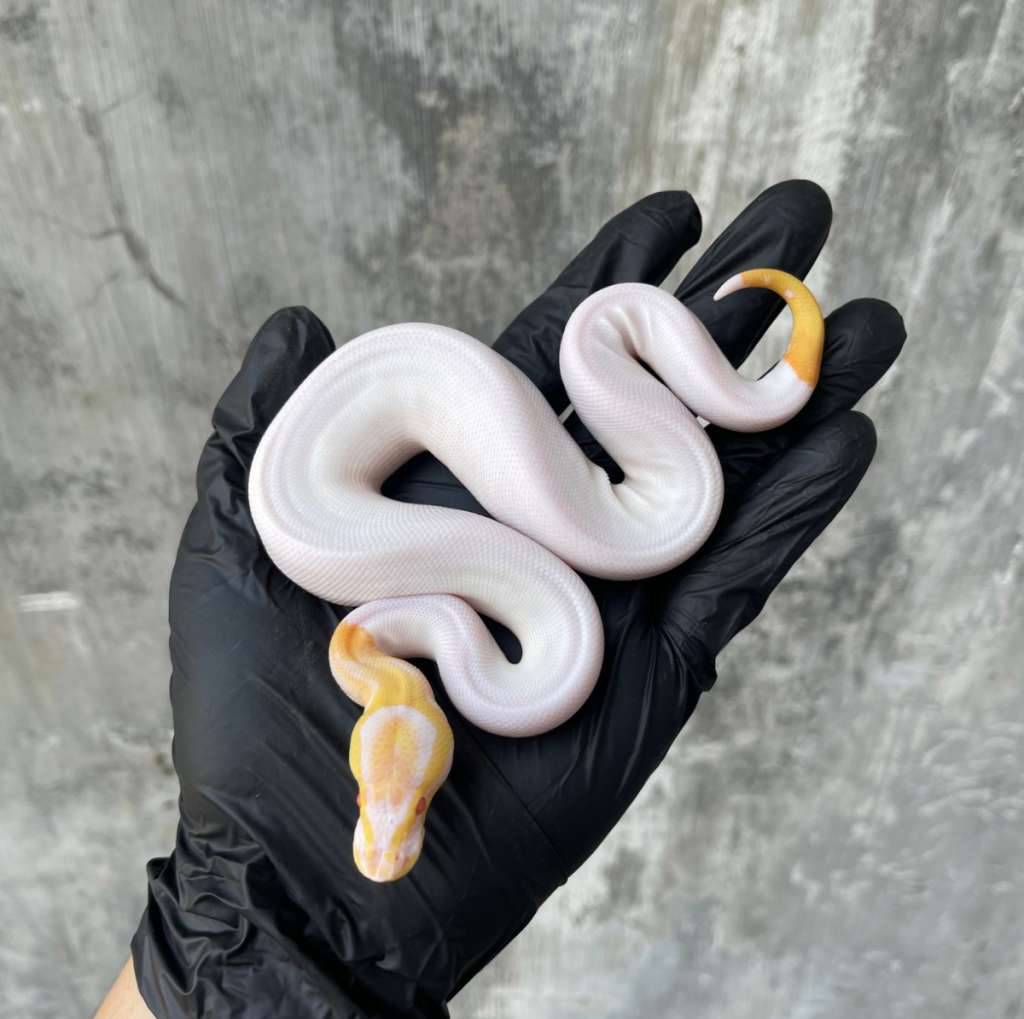 black-pastel-albino-pied-DEY4O6AVJY