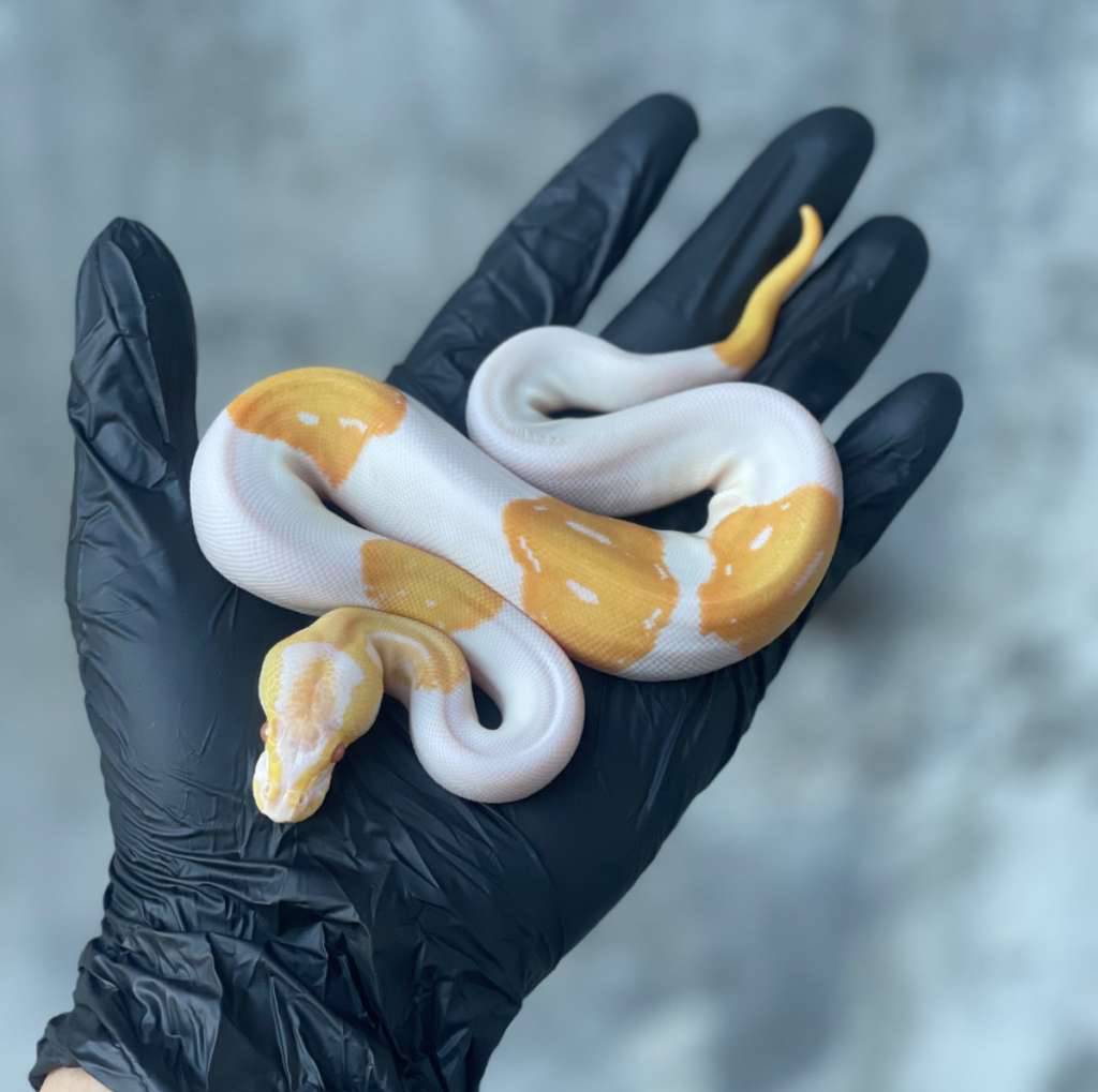 pied-candyalbinocandino-possible-yellow-belly-EGISE1BM58