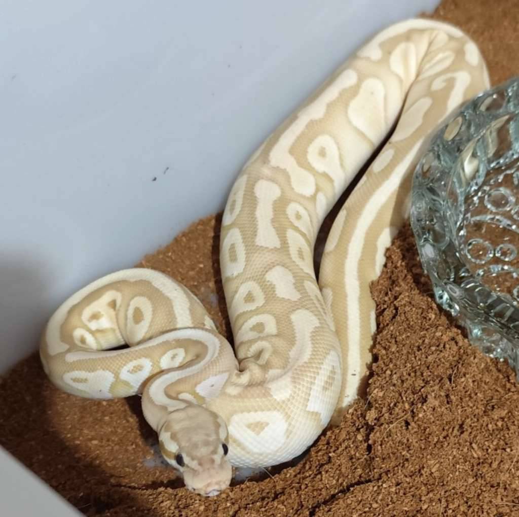 banana-pastel-lesser-QSXHEN0UDO