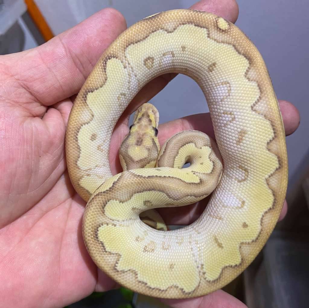 01-banana-lesser-clown-MKFCTXEVB2