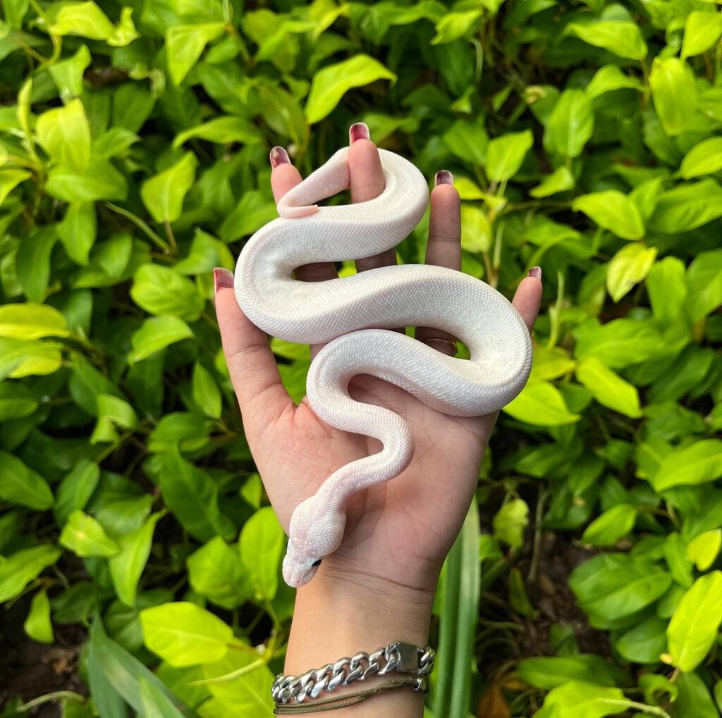 ball-python-super-mojave-ghi-lucy-T18JRLMB8S