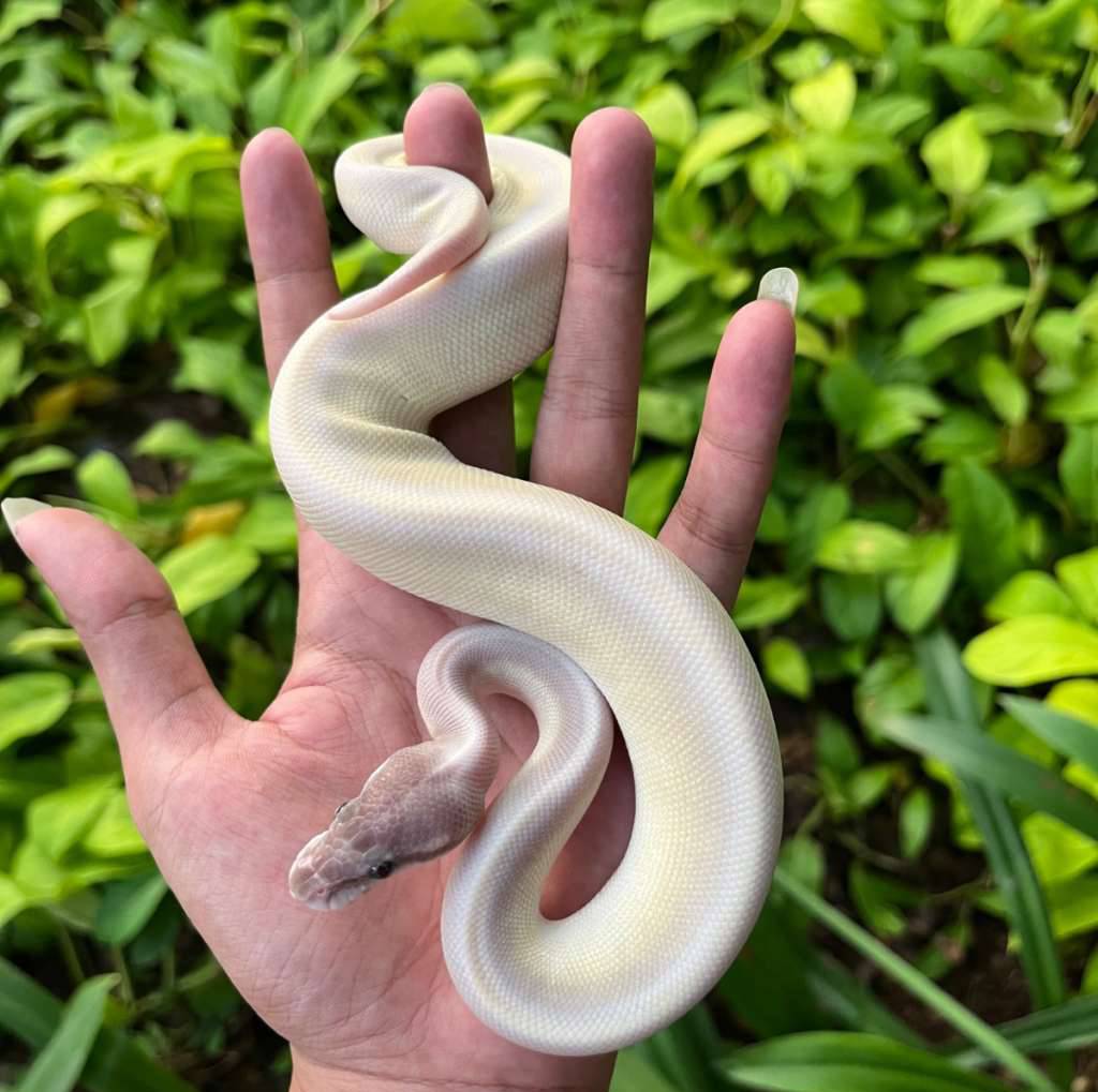 lucy-super-mojave-TAXZWCZVV7