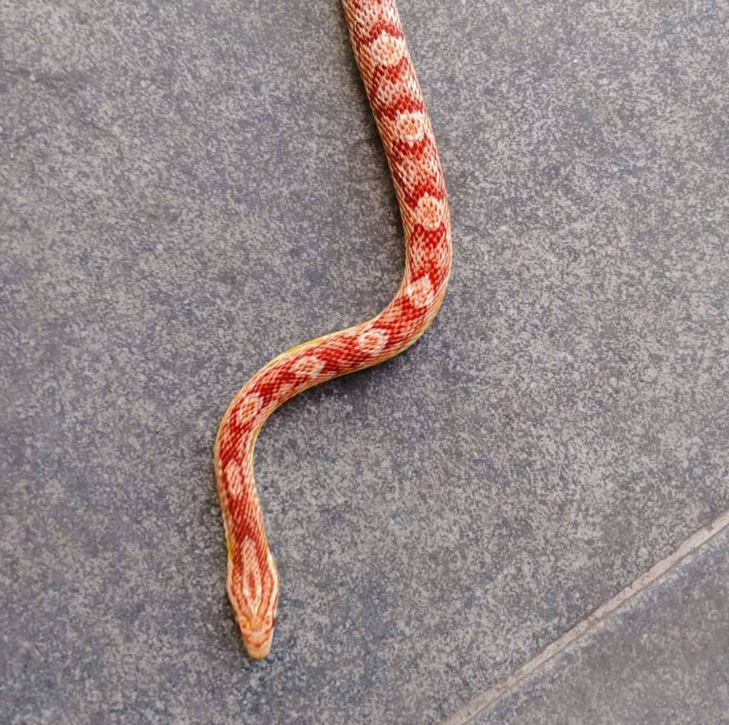 cornsnake-amelanistic-L4Z2DLOSK2