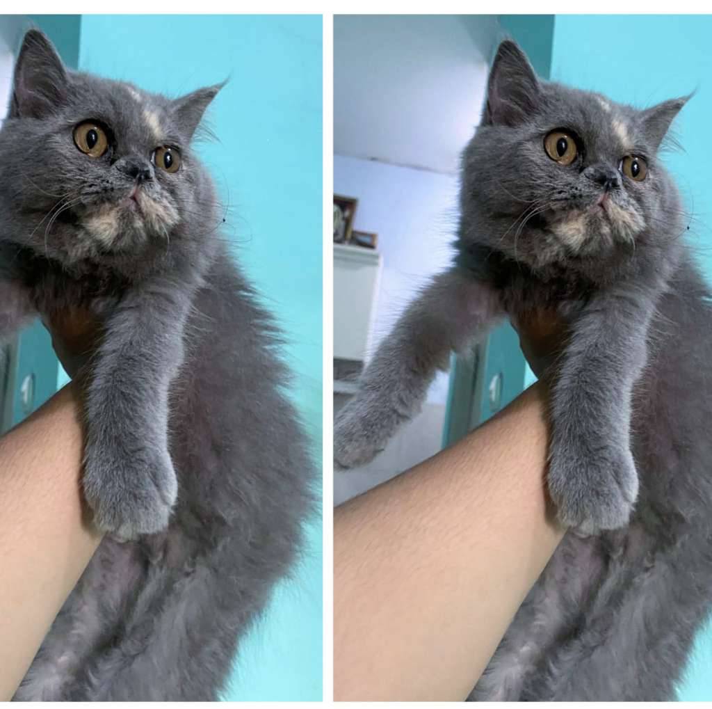 kucing-kitten-britishlonghair-bluetortie-betina-pure-D7JTZ7UOJR