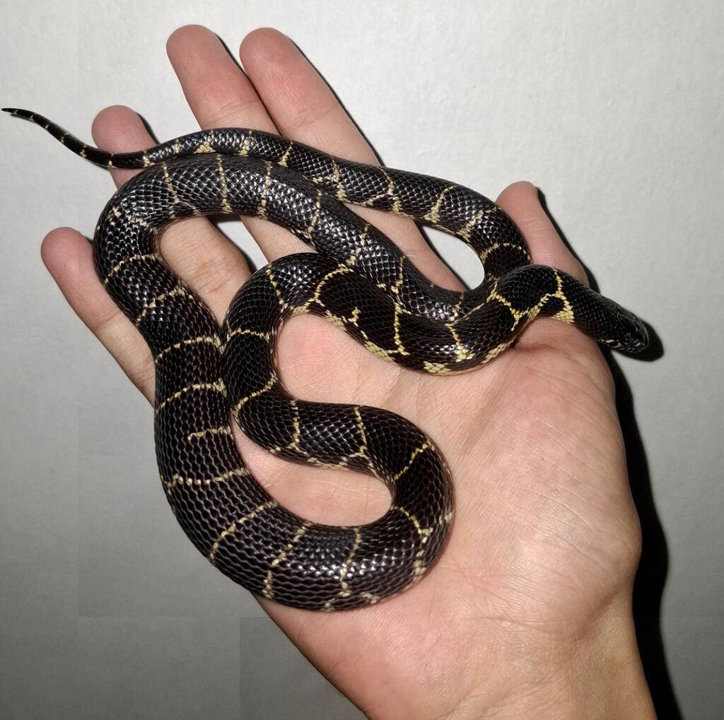 mexican-king-snake-CQ1KQPPHG1