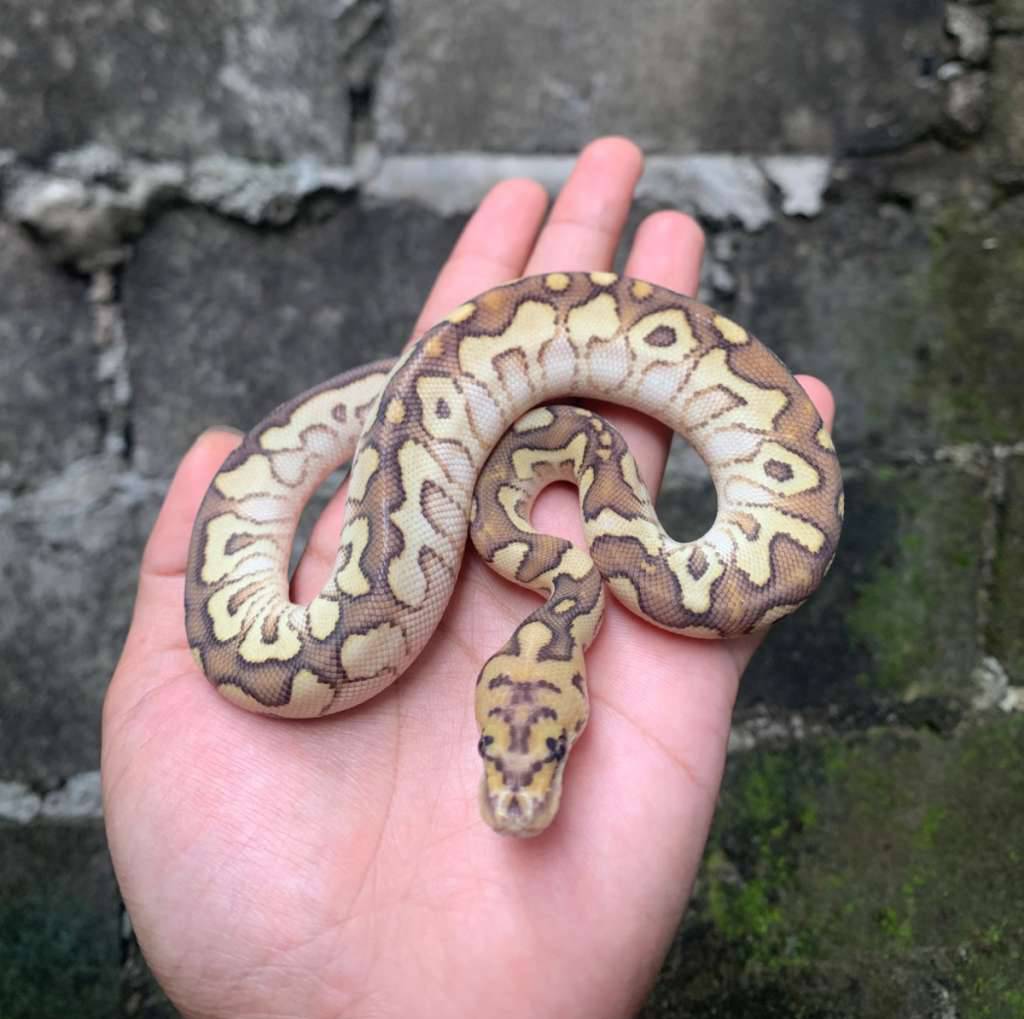 lesser-spotnose-clown-CT1E7M2EJE