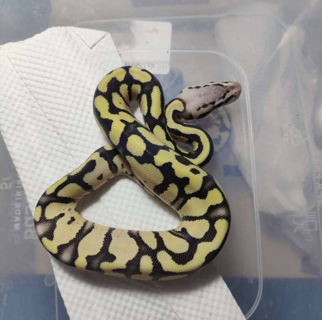 dg-pastel-ph-hypo-vpi-axa-RMHV51QWQR
