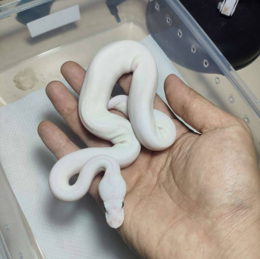 hypo-super-lesser--MMM5H5KZWE
