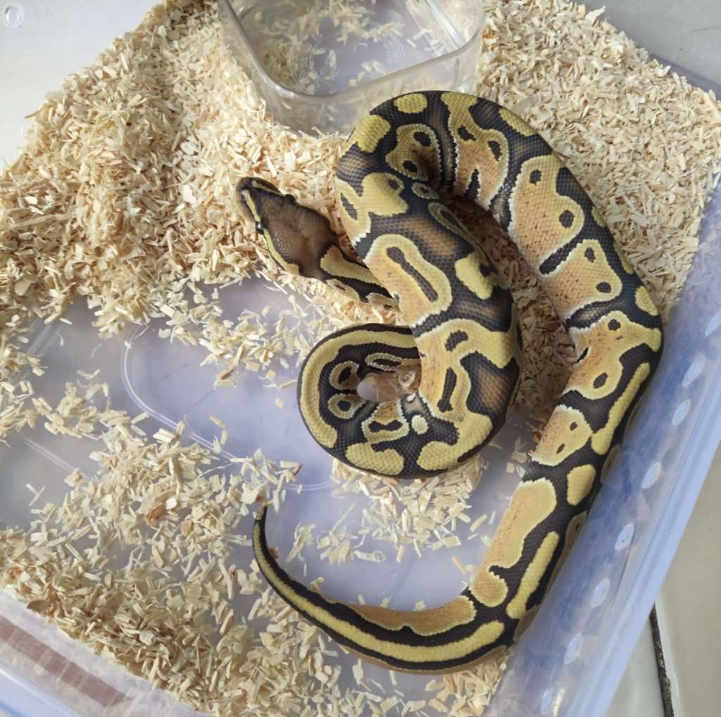 hypo-66het-pied-ALQZWZZZ1P