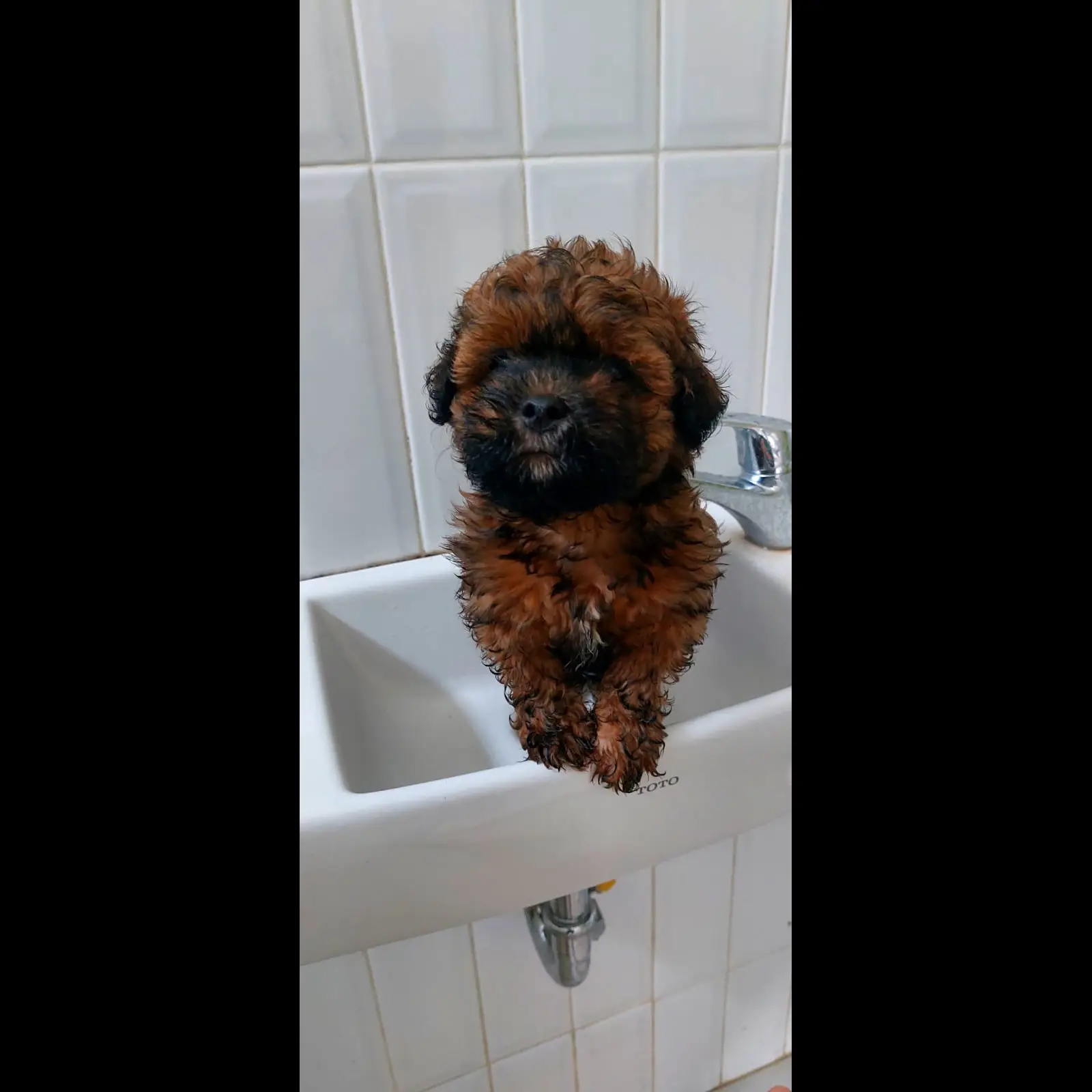 open-adoption-anakan-malshi-2-bulan-JT77WRFJDJ
