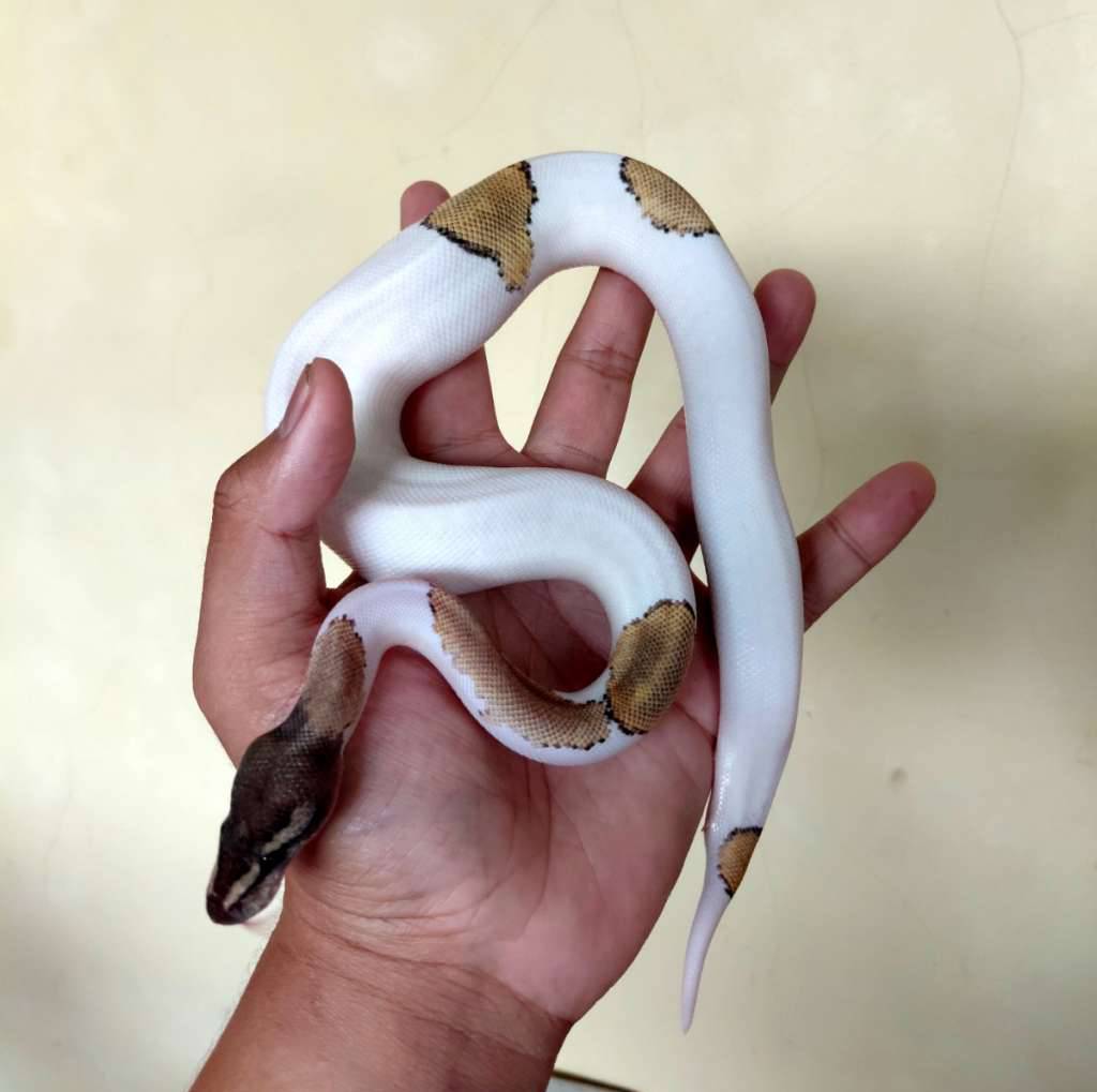 mojave-black-pastel-pied-ballpython-89LV47QHYU