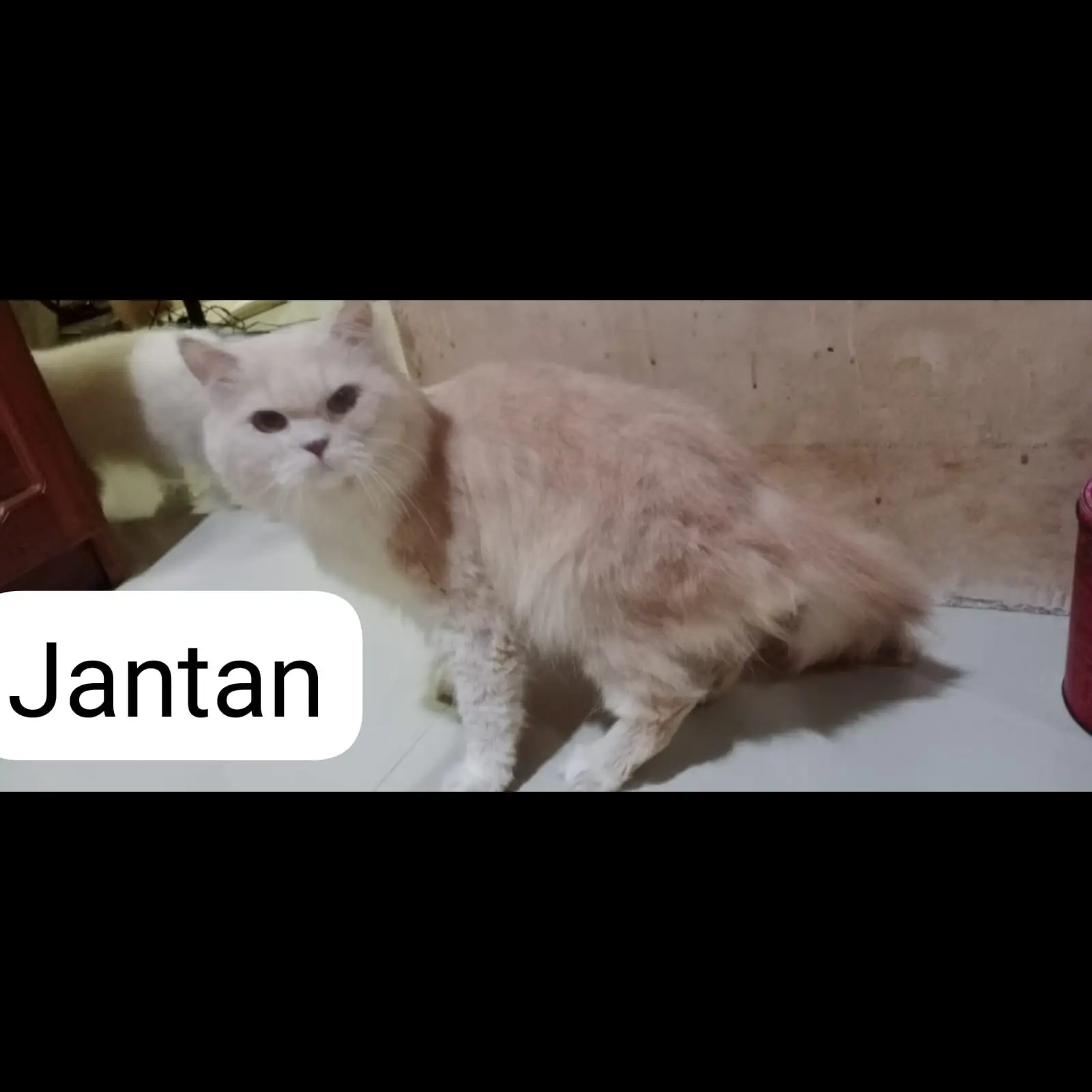 adopsi-kucing-persia-jantan-6-tahun-D1SJ9KGAMI