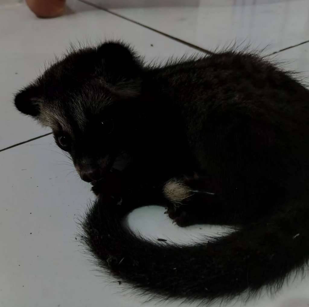musang-pandan-ekput-2-bulannego-W7Q9R2PUAC