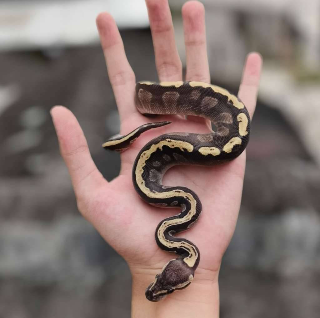 ghi-mojave-63BZ2HHBM4