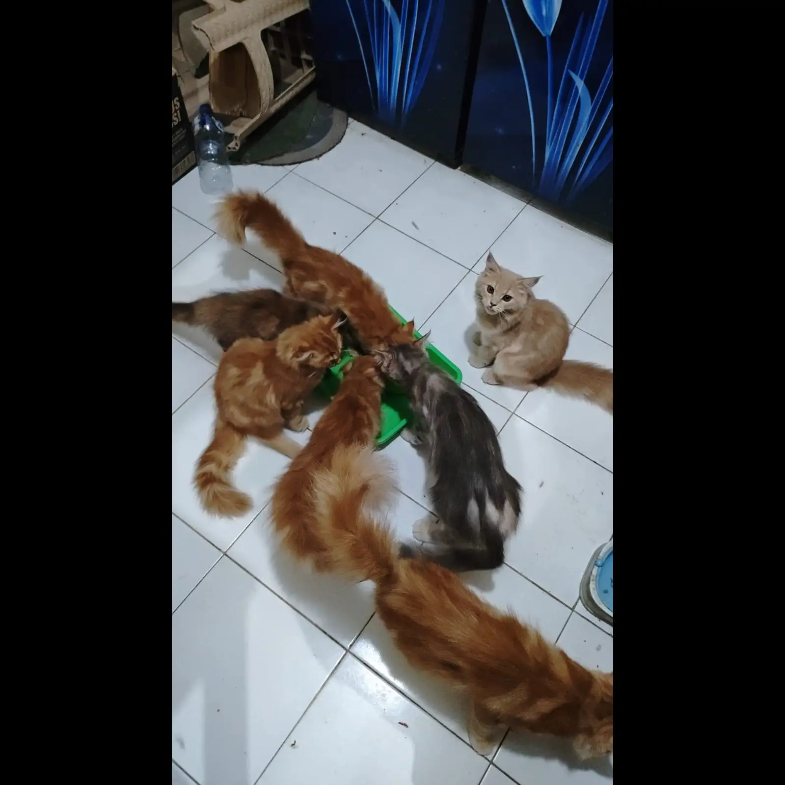 jual-kucing-persia-flatnose-anakan-usia-kurang-lebih-6-bulan-445H662B2B