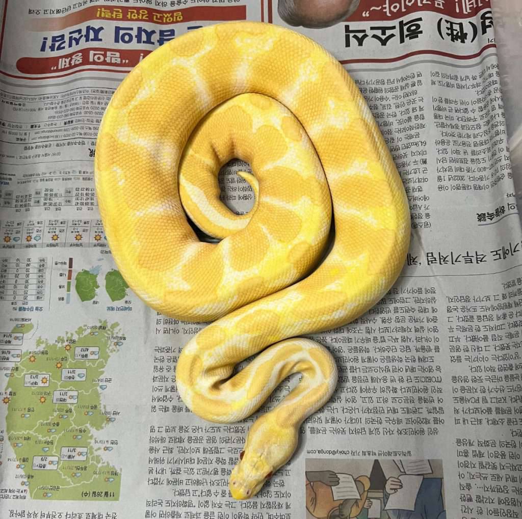 albino-het-pied-100-KPPV9MCRGB