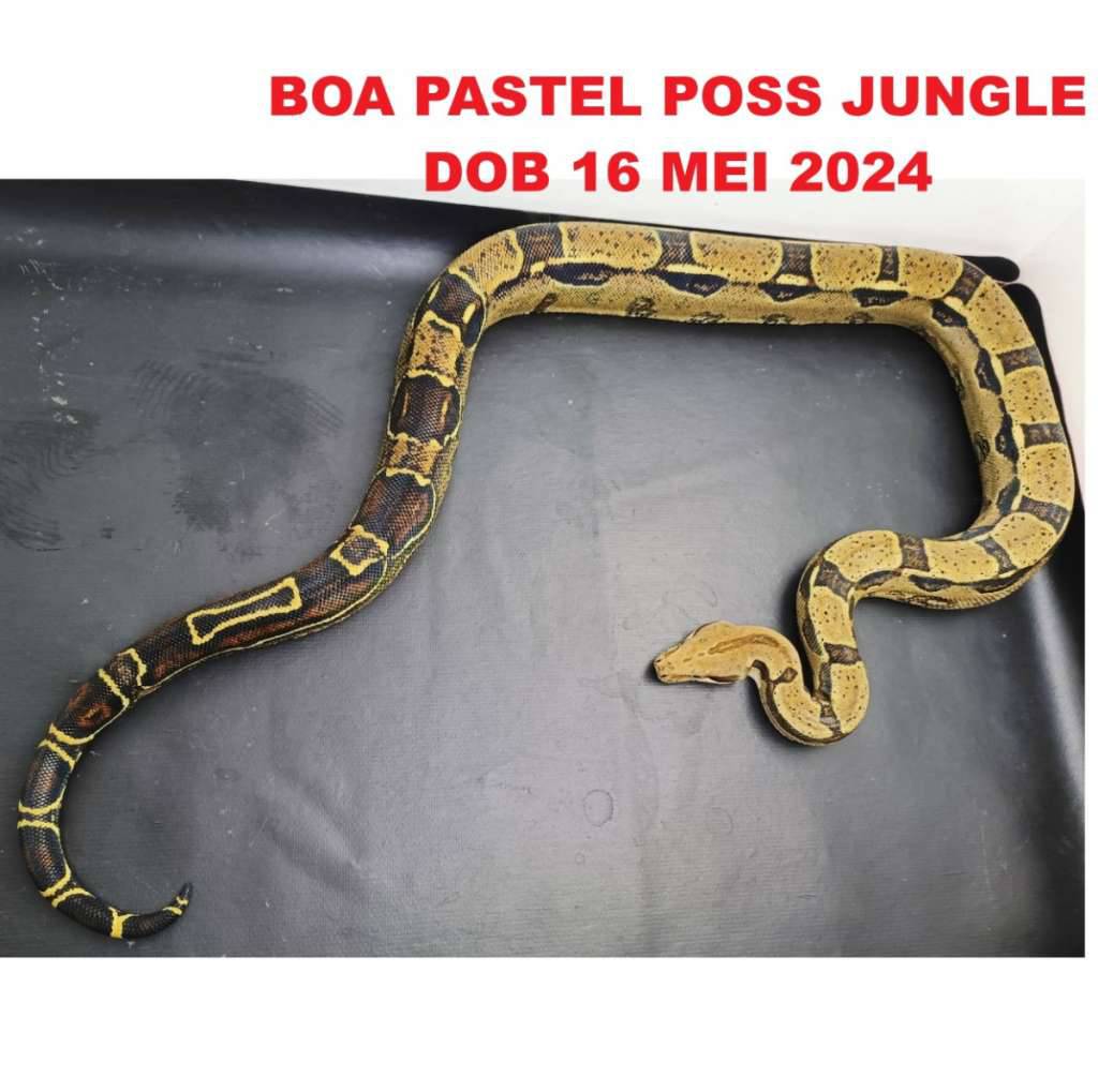 m-boa-pastel-poss-jungle-RP8TAQT2VG