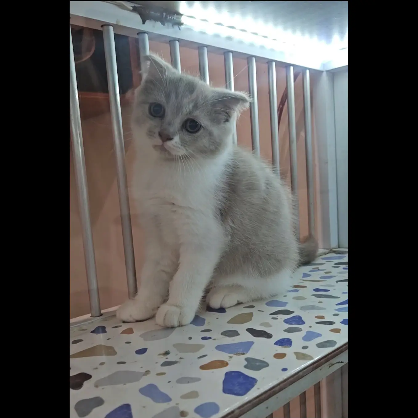 kitten-scottish-fold-bicolor-fawn-betina-QKMOGP0G09