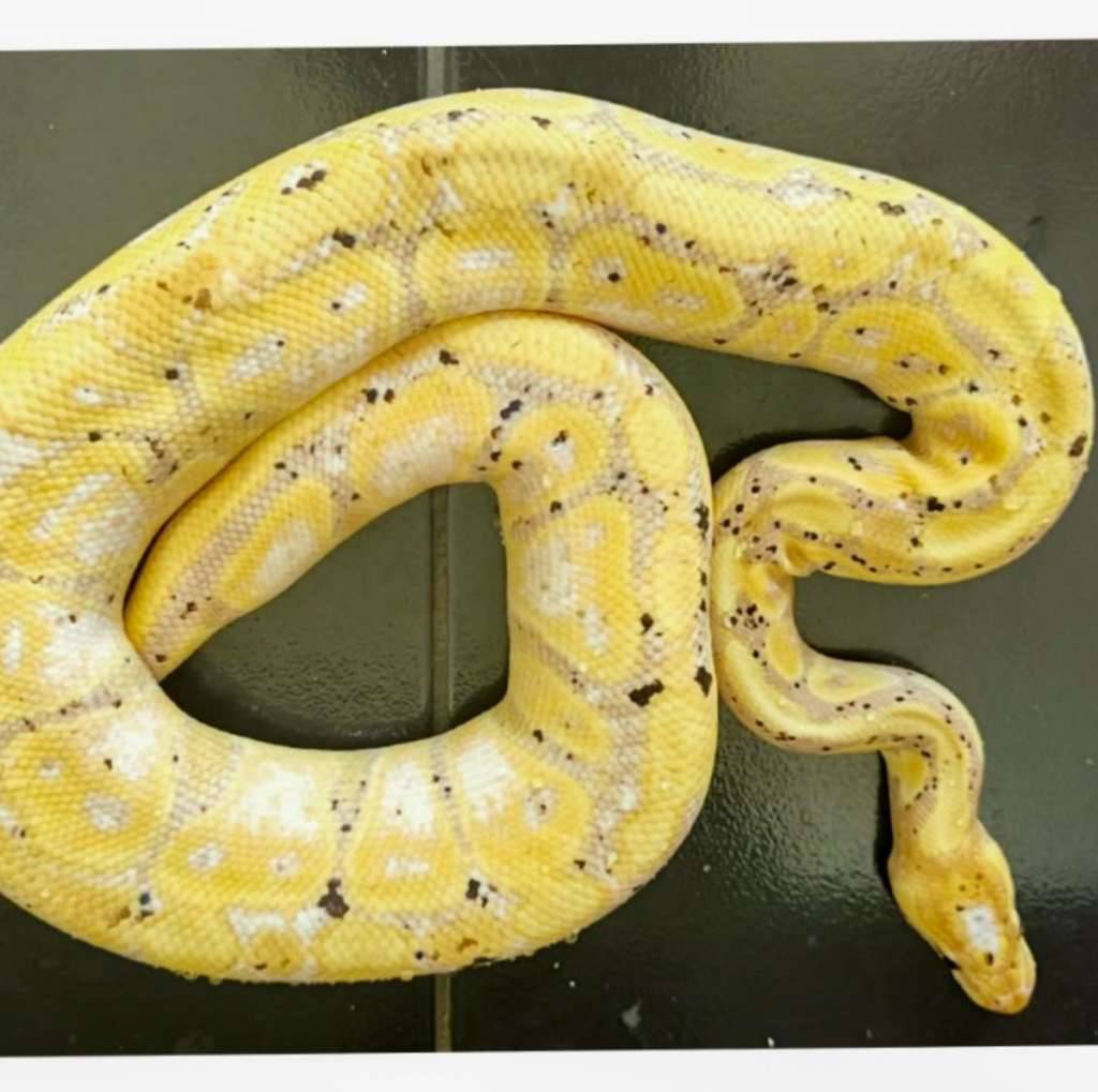 banana-calico-pastel-IFJ4RPCU41