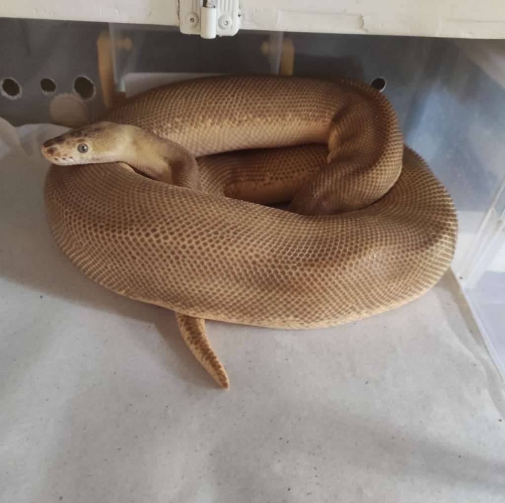 enchi-pastel-lesser-leopard-pinstripe-clown-ball-python-52UO7C48R9