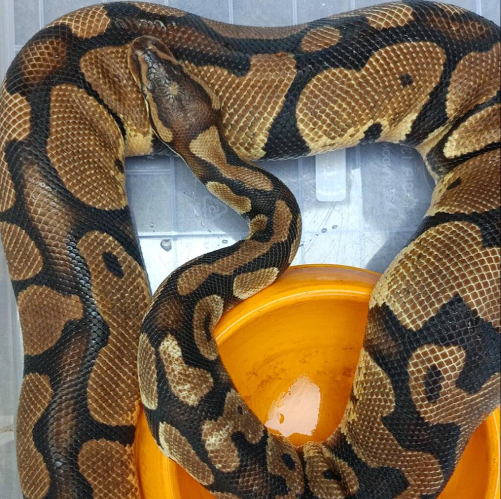 pastel-het-axanthic-vpi-proven-6Q0L90134D